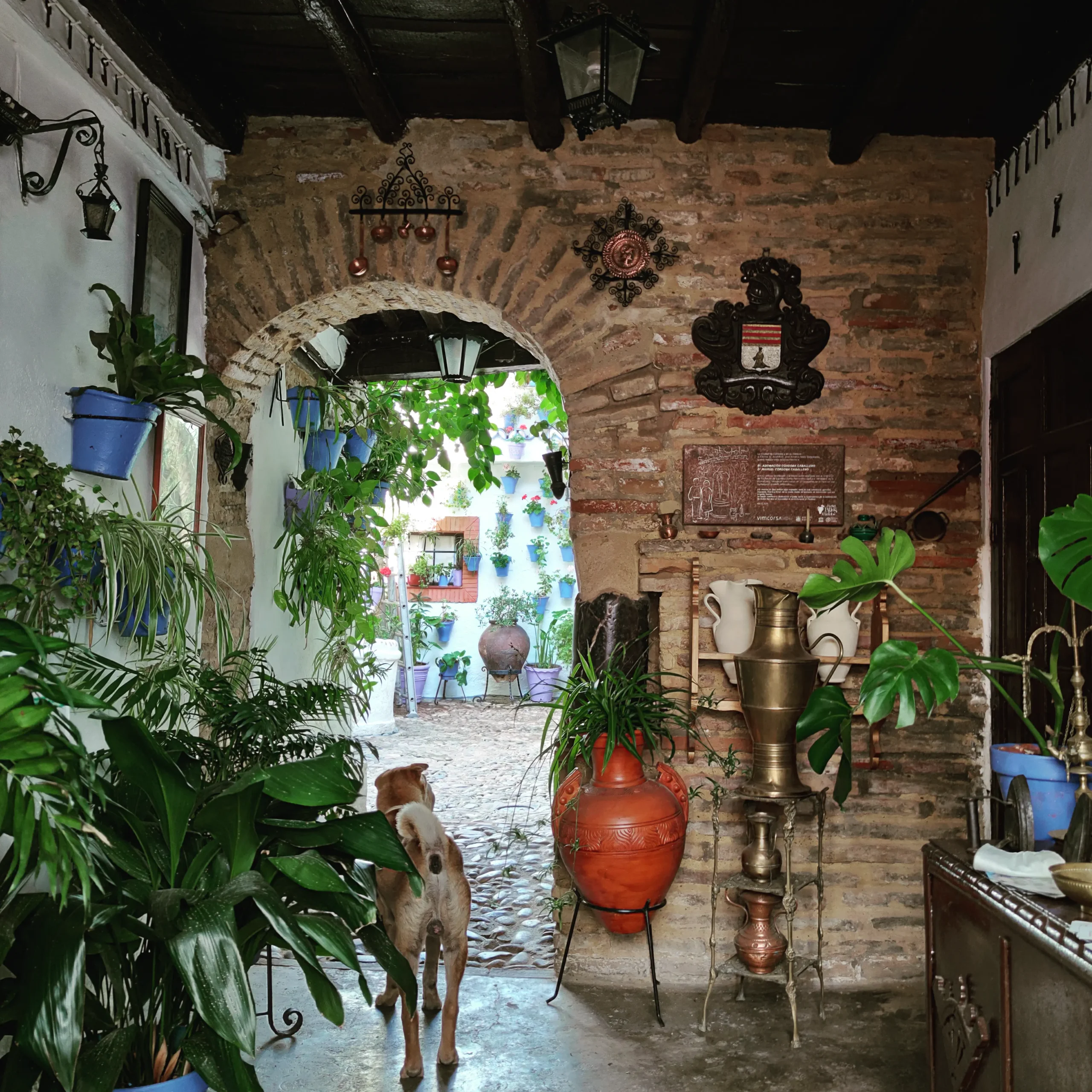 Tour guiado a la Judería y Patios