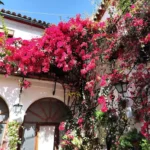 Patio florido típico de Córdoba con buganvilla